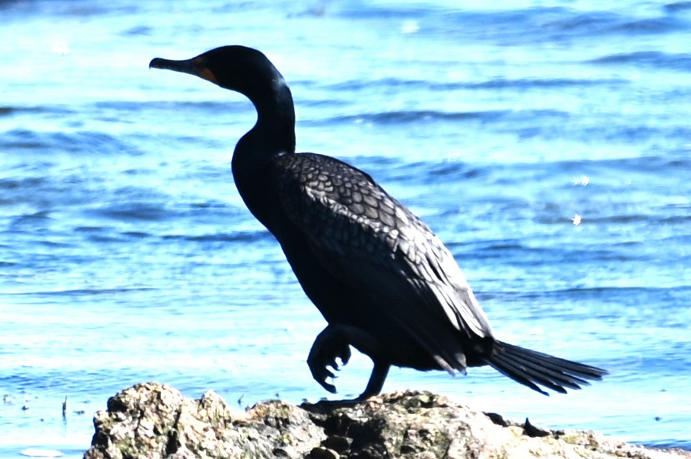 Double-crested Cormorant - Gil Aburto-Avila