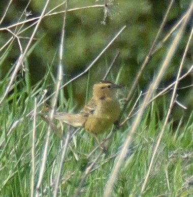 Bobolink - ML574166981