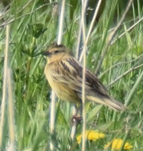 Bobolink - ML574167011