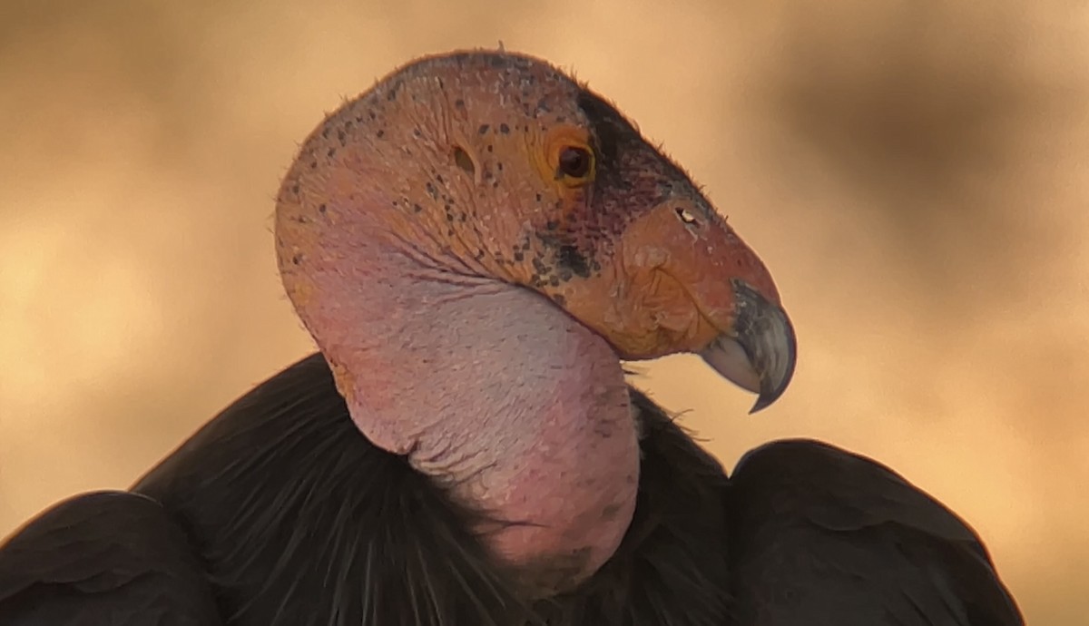 California Condor - Mark McShane