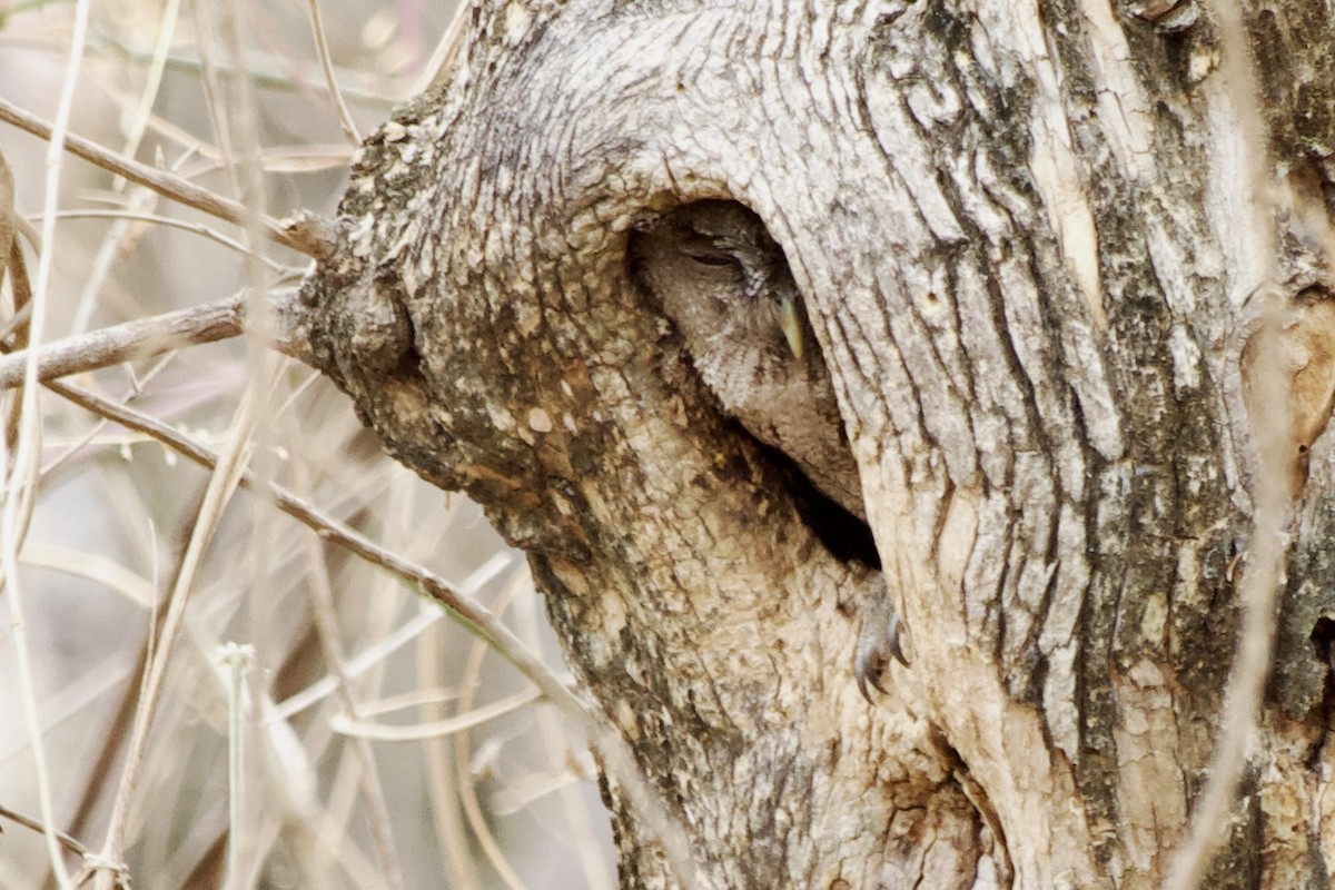 Balsas Screech-Owl - ML574168171
