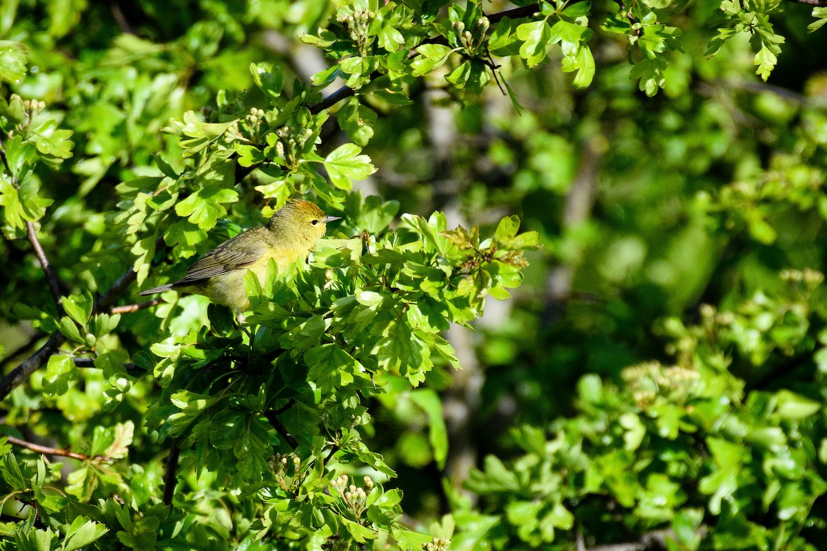 Orange-crowned Warbler - Lee Barnes