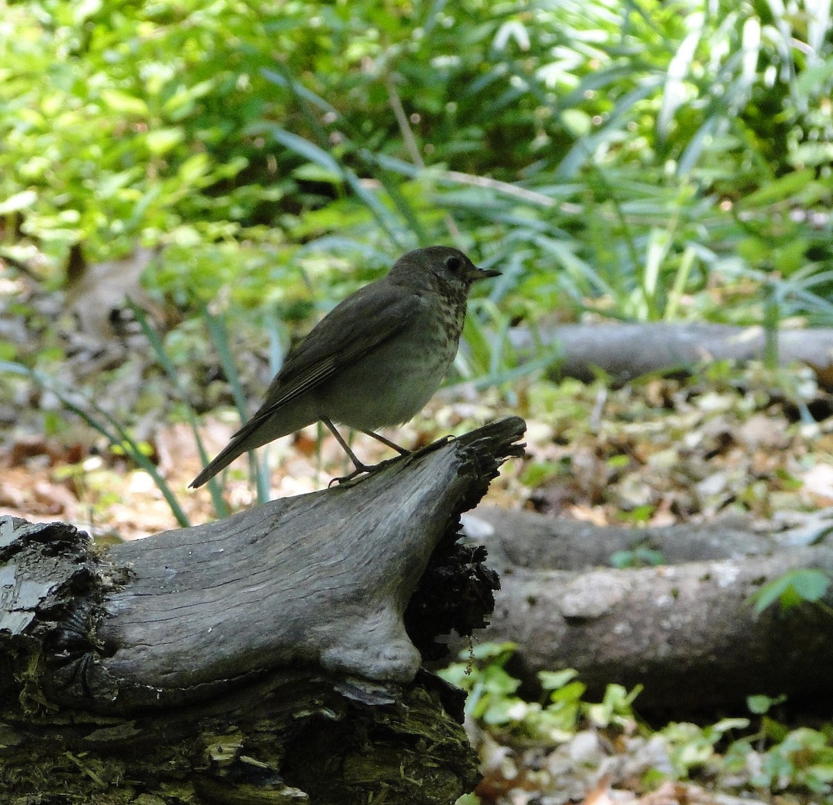 Gray-cheeked Thrush - ML574170241