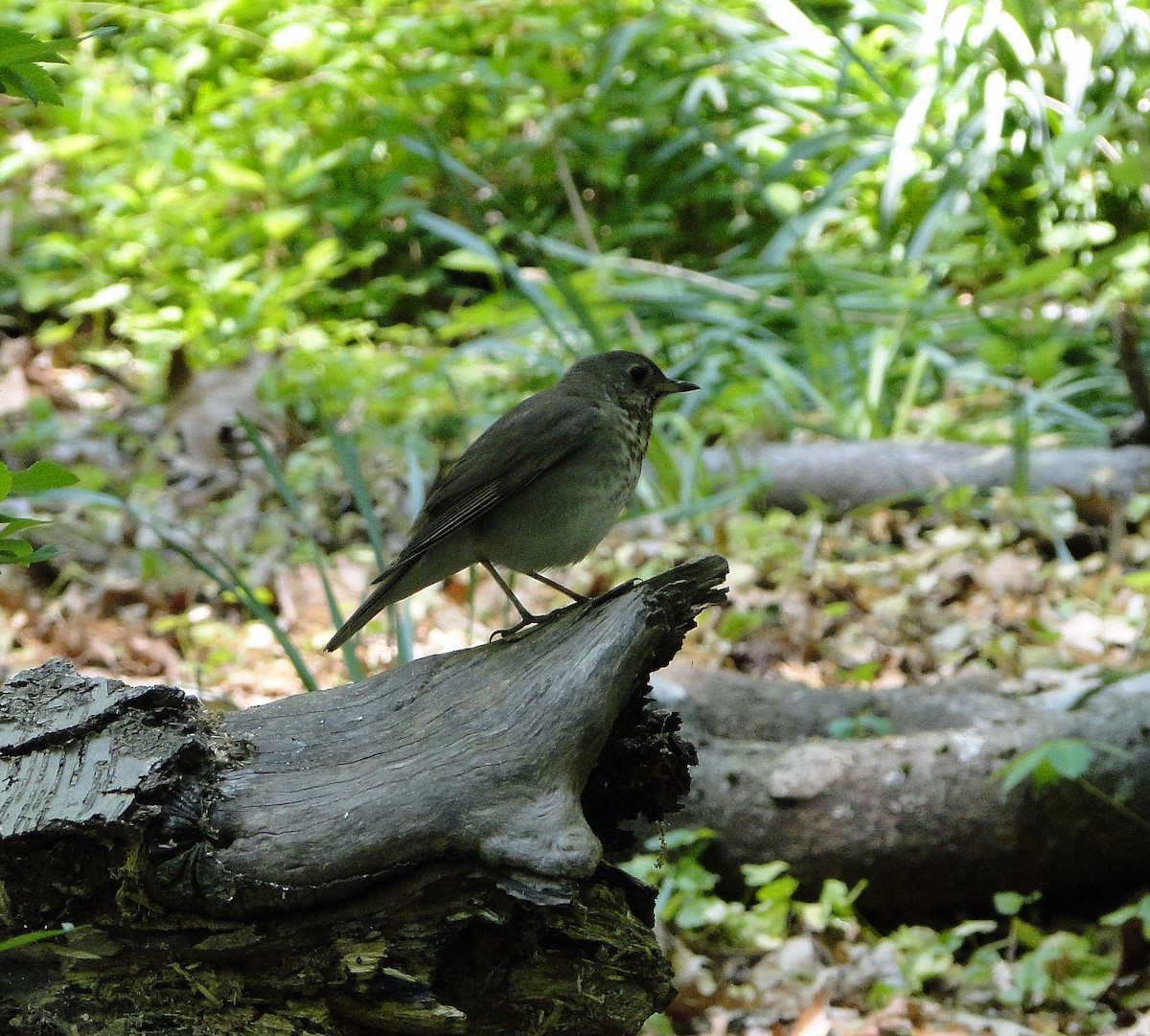 Gray-cheeked Thrush - ML574170291