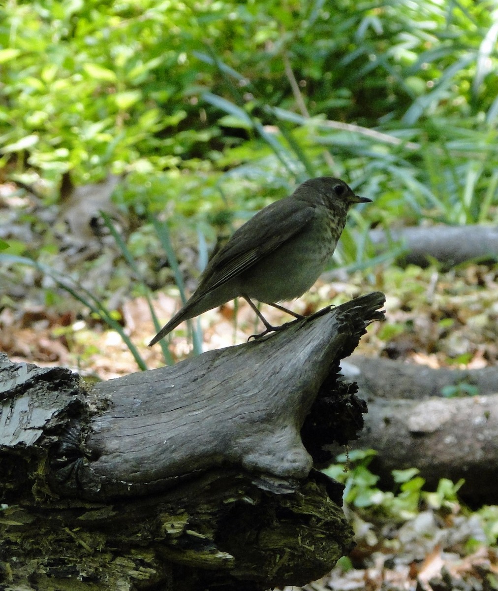 Gray-cheeked Thrush - ML574170361