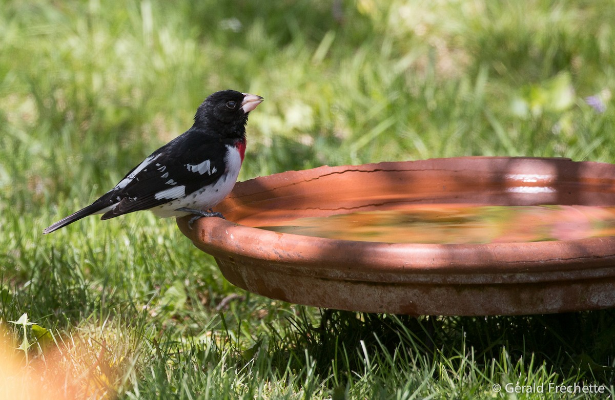 Rose-breasted Grosbeak - Gérald Fréchette