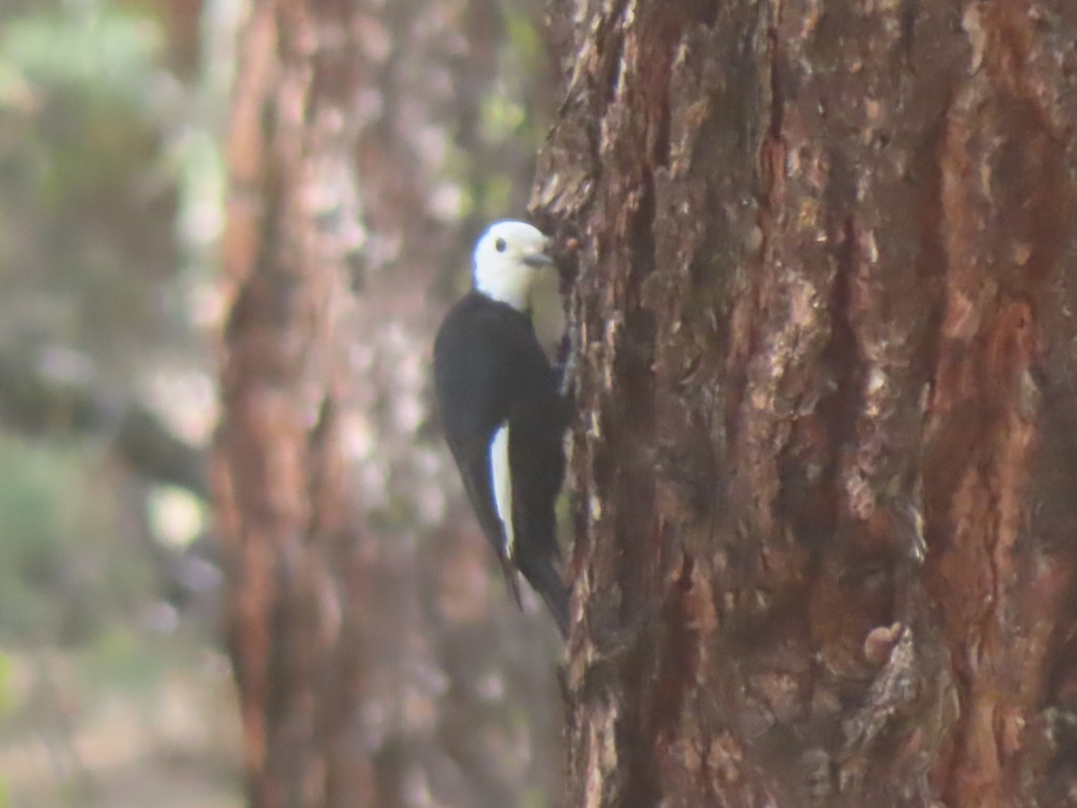 Pico Cabeciblanco - ML574170811