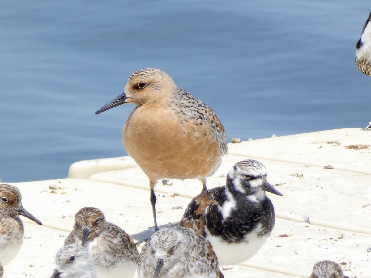 Red Knot - Keith Jaret Klein