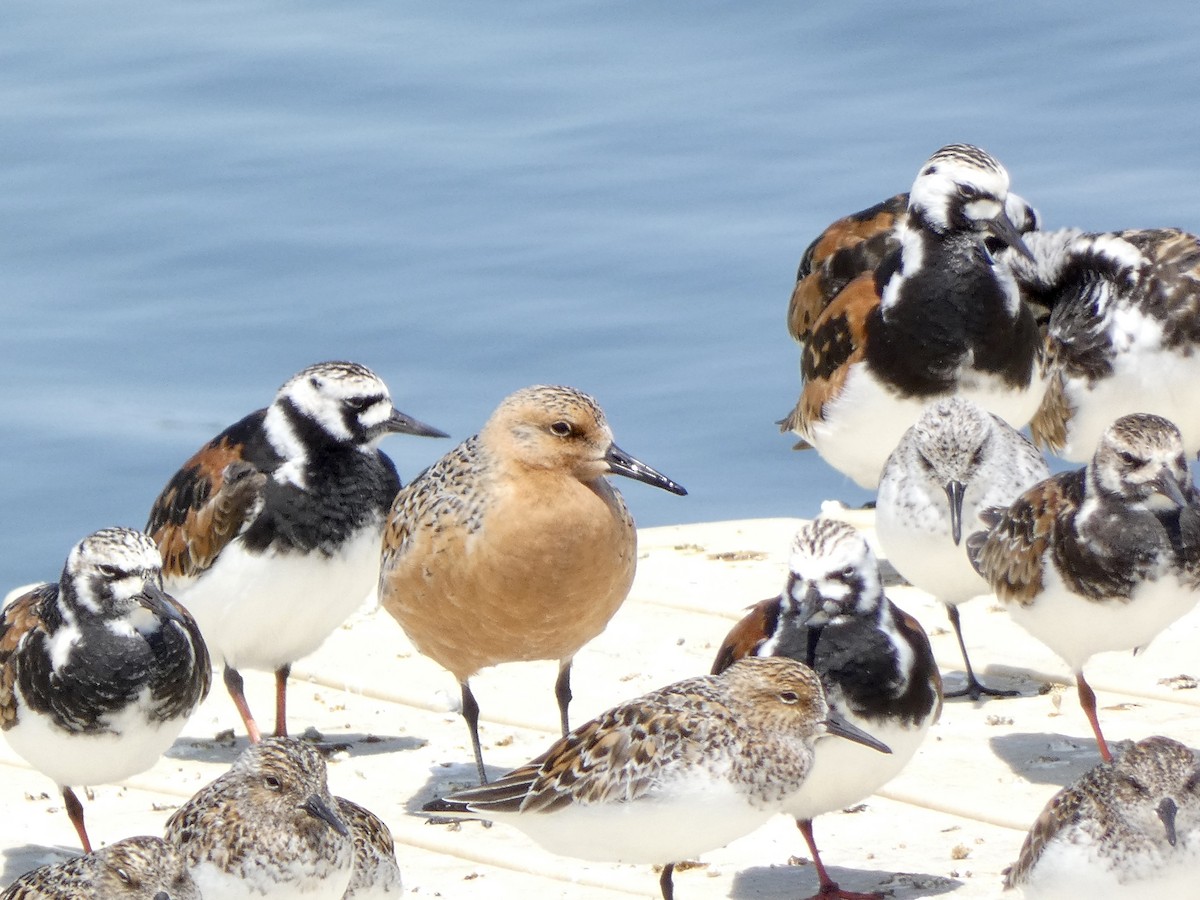 Ruddy Turnstone - Keith Jaret Klein