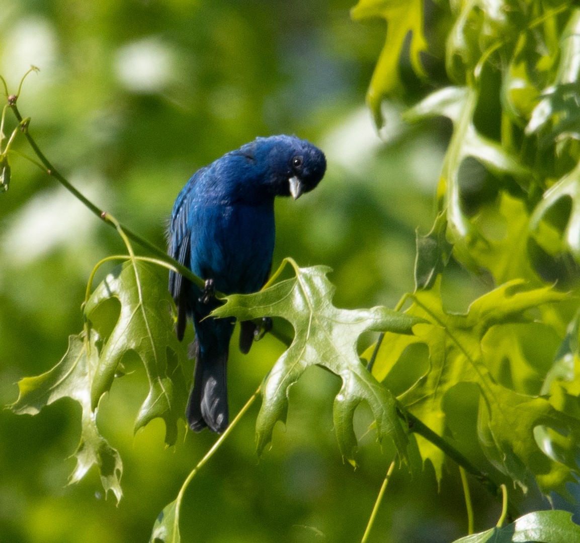 Passerin indigo - ML574172541