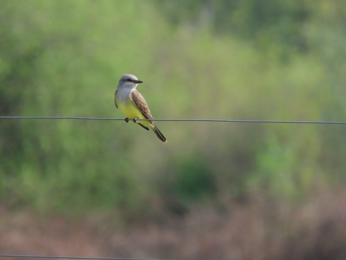 Western Kingbird - ML574172761