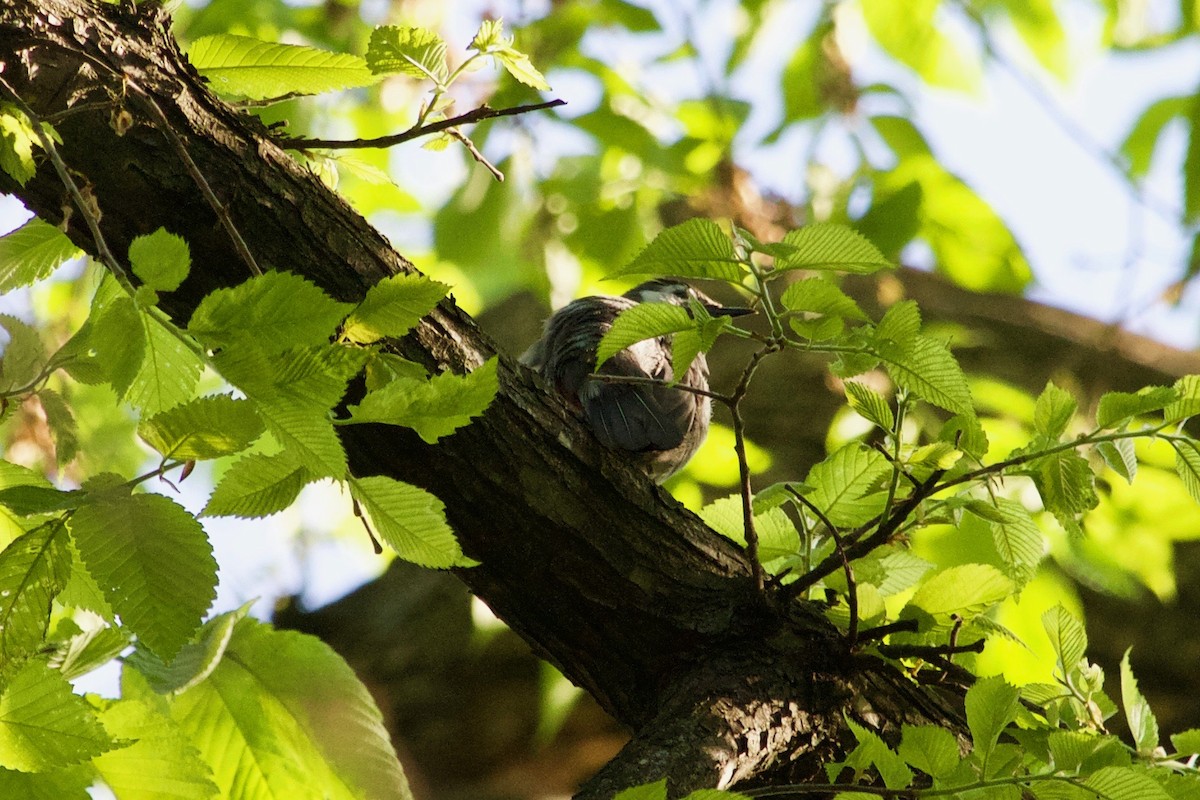 Gray Catbird - ML574173961