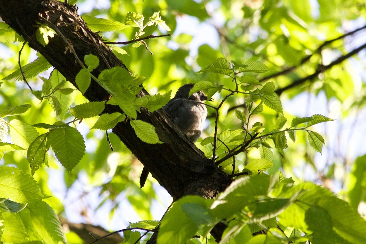 Gray Catbird - ML574173981