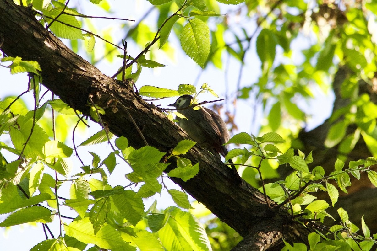 Gray Catbird - ML574173991