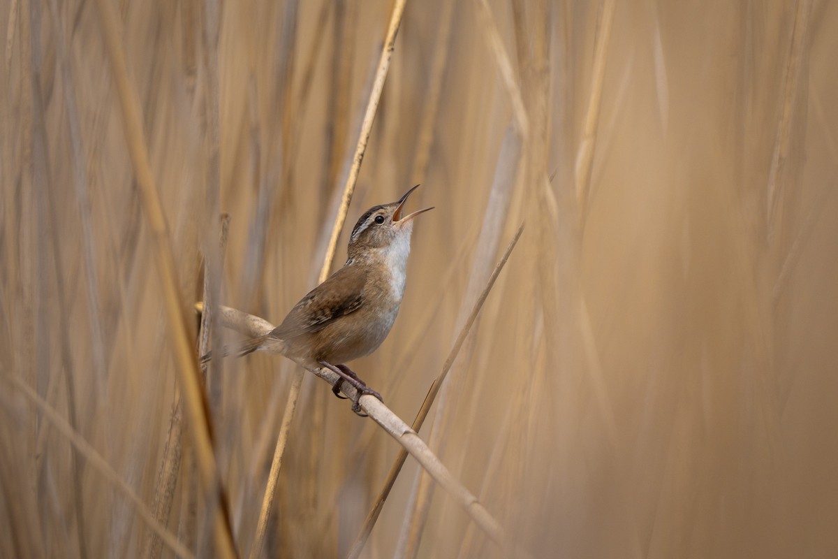 Marsh Wren - ML574174441