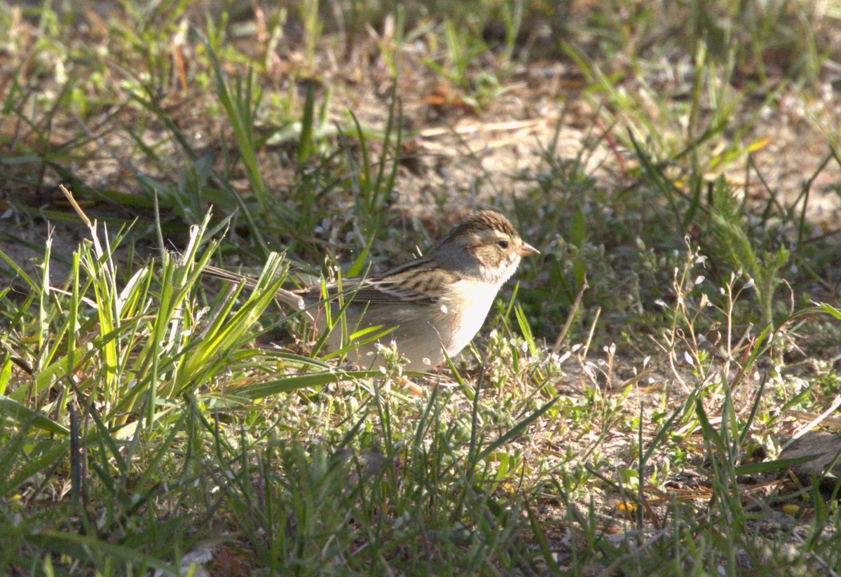 Clay-colored Sparrow - ML574175051