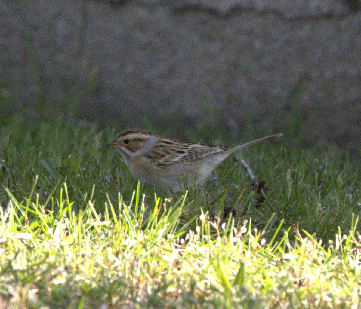 Clay-colored Sparrow - ML574175061