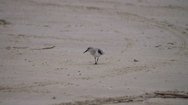 Bécasseau sanderling - ML574175111