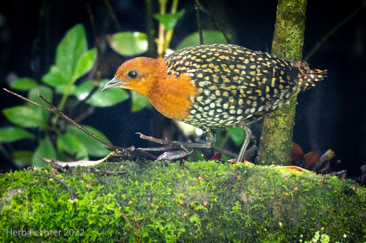 Buff-spotted Flufftail - ML574175831