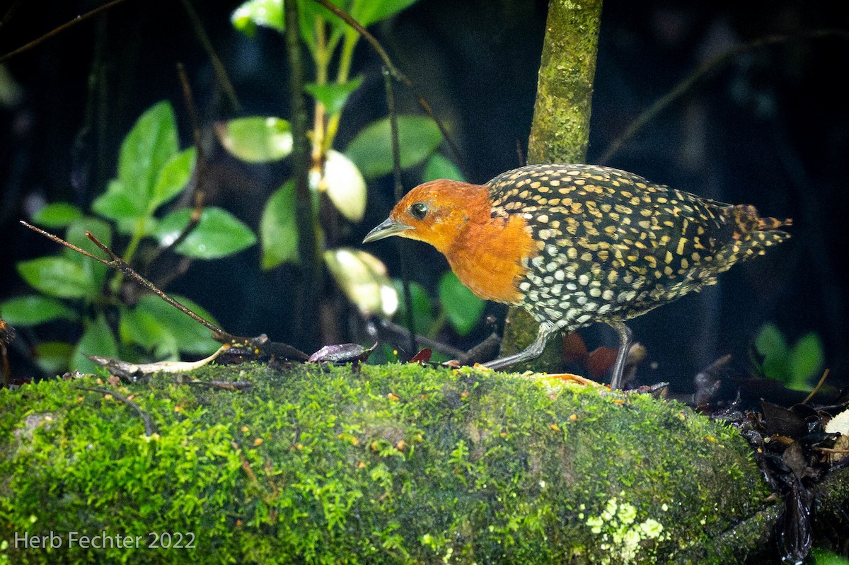 Buff-spotted Flufftail - ML574175841