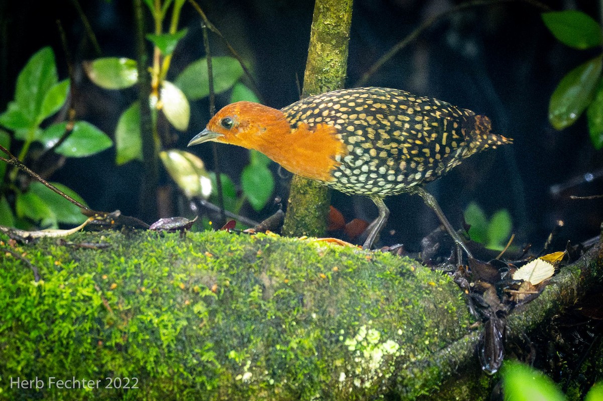 Buff-spotted Flufftail - ML574175851