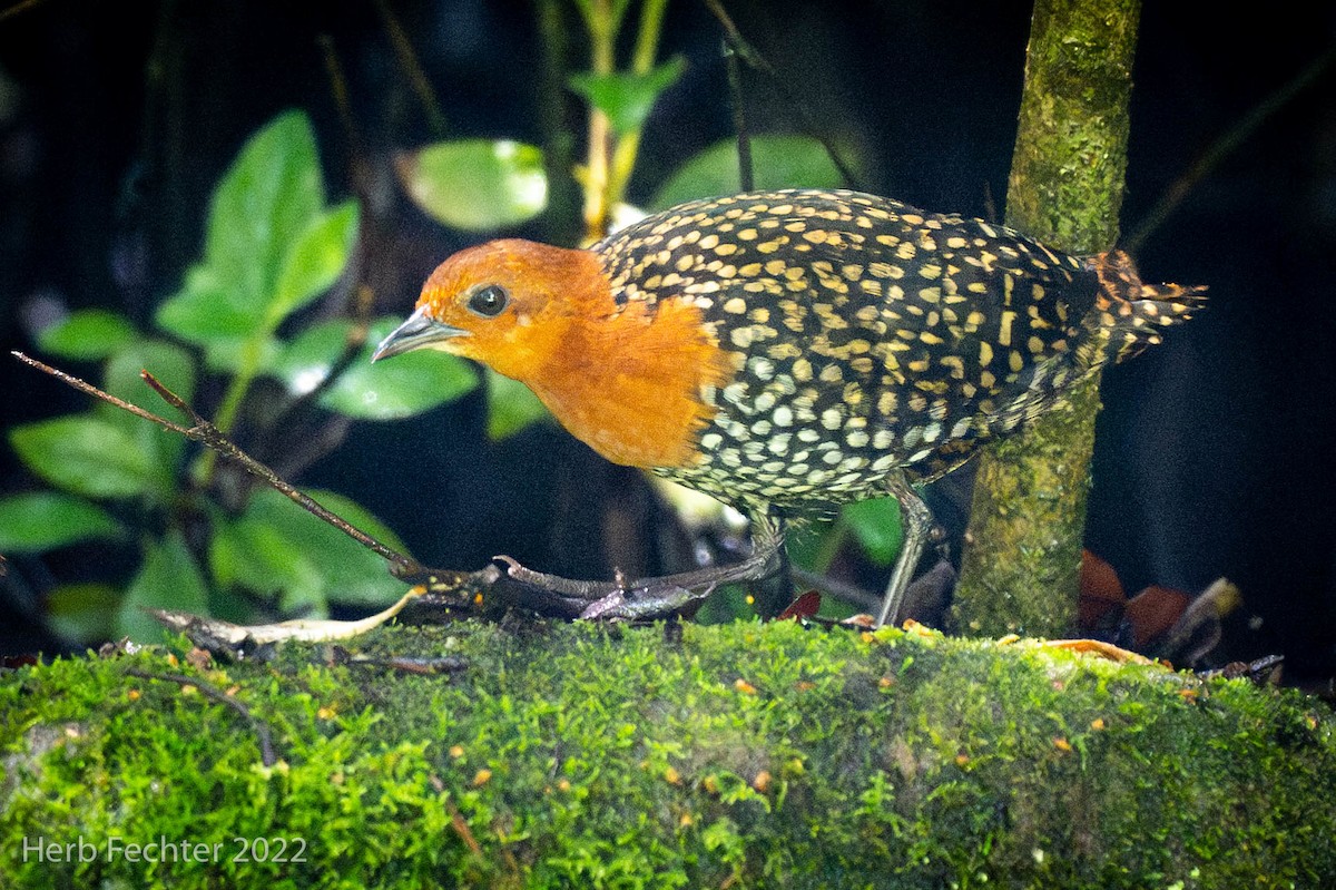 Buff-spotted Flufftail - ML574175861