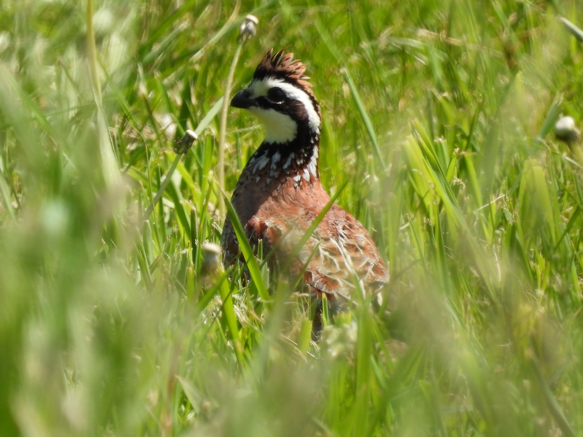 Northern Bobwhite - Jeff Fengler