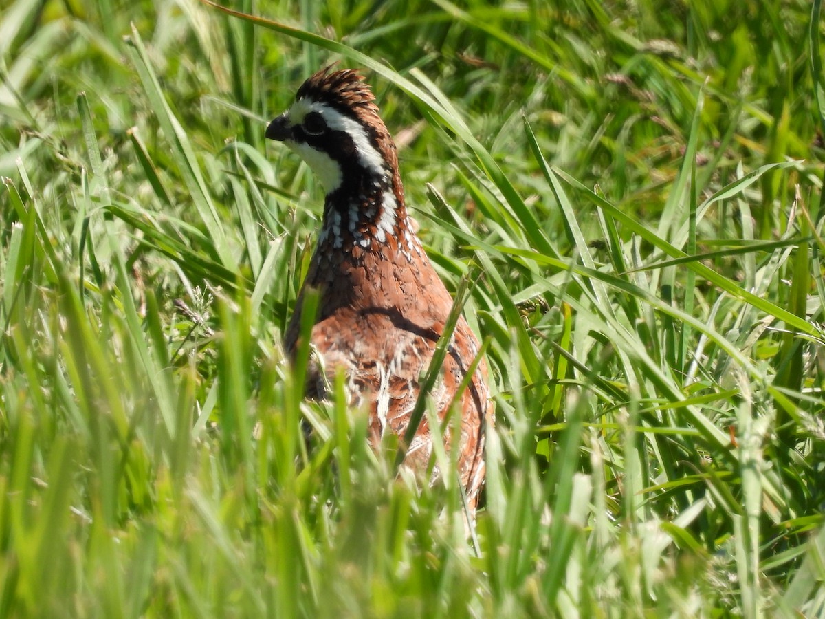 Northern Bobwhite - Jeff Fengler