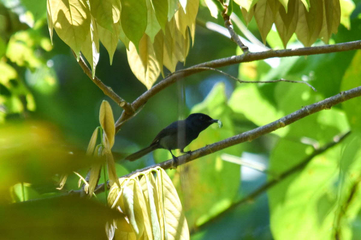 Pohnpei Flycatcher - ML574176551