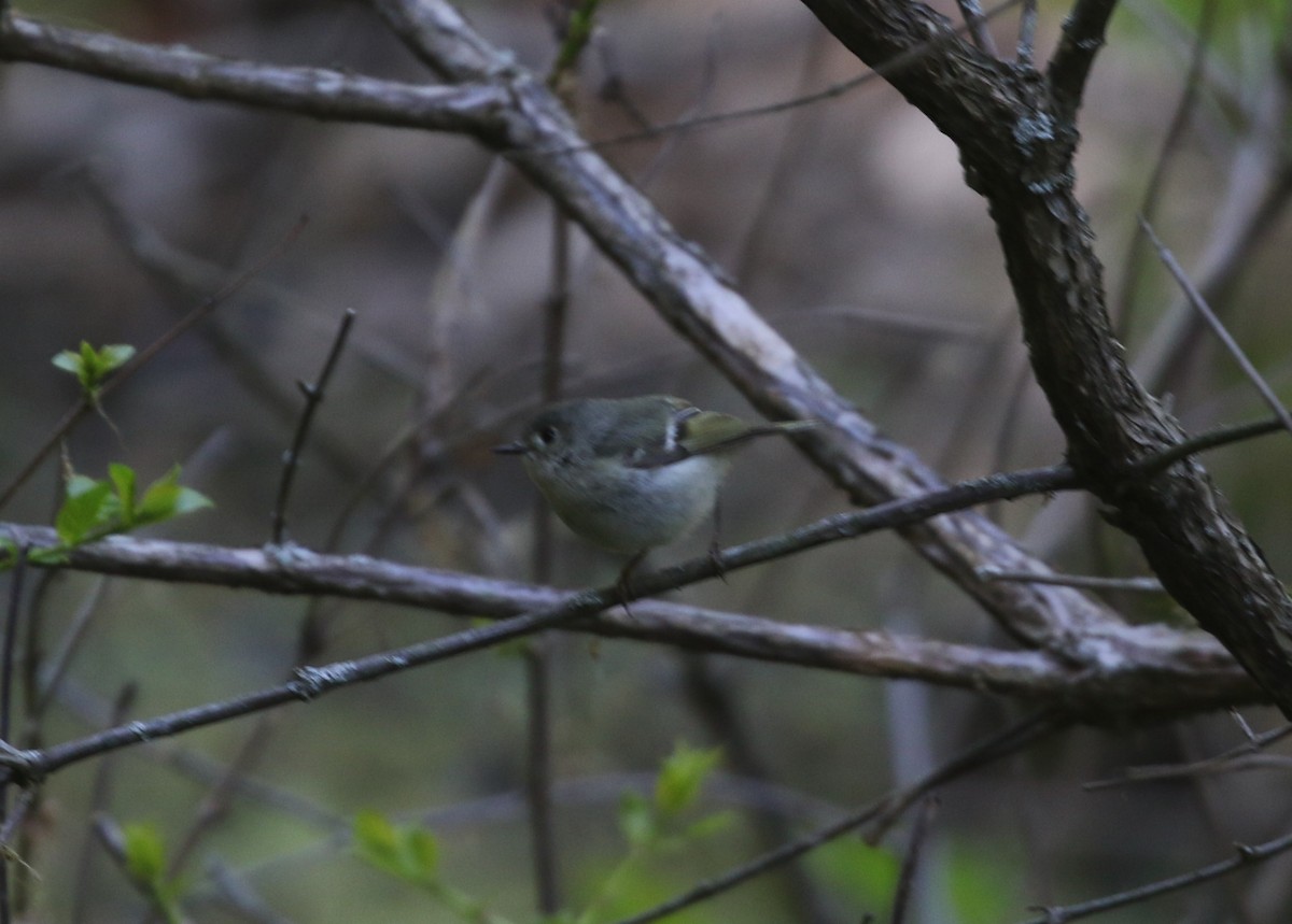 Ruby-crowned Kinglet - Evan Dalton