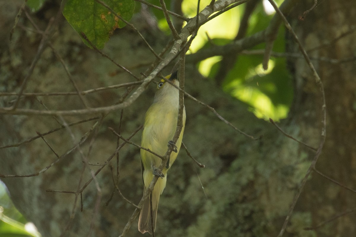 Vireo Ojiblanco - ML574176981