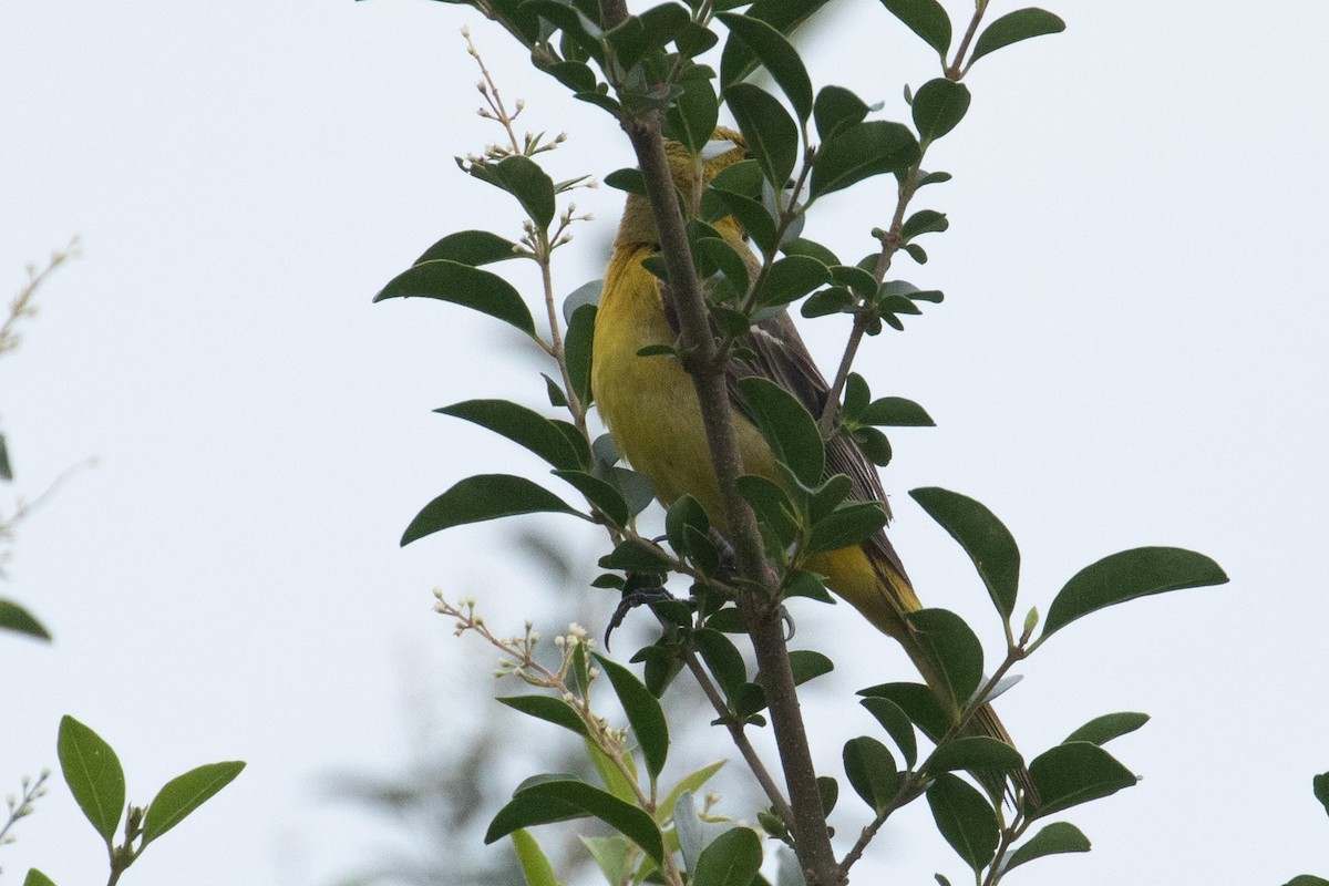 Baltimore Oriole - ML574177041