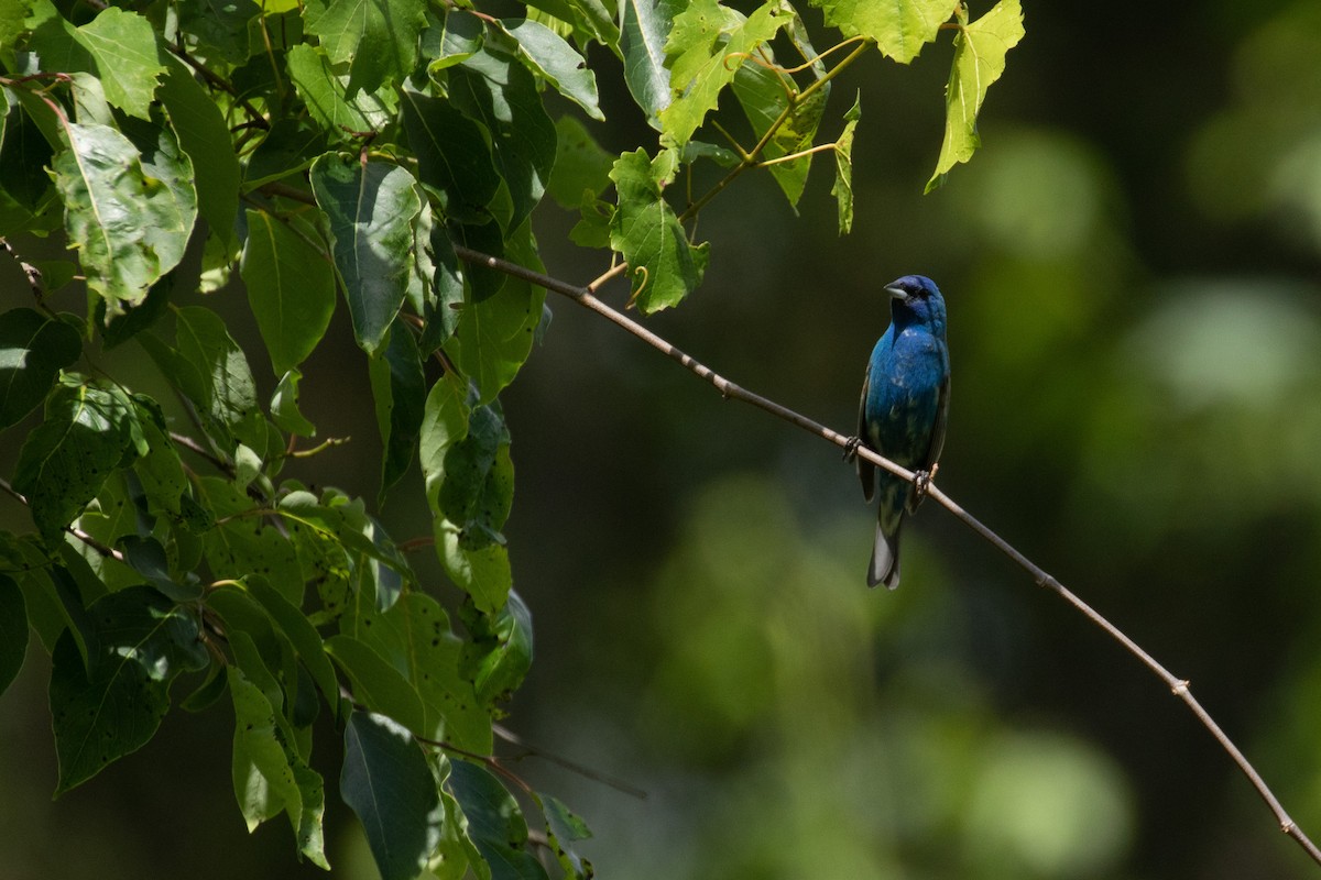 Indigo Bunting - ML574177171