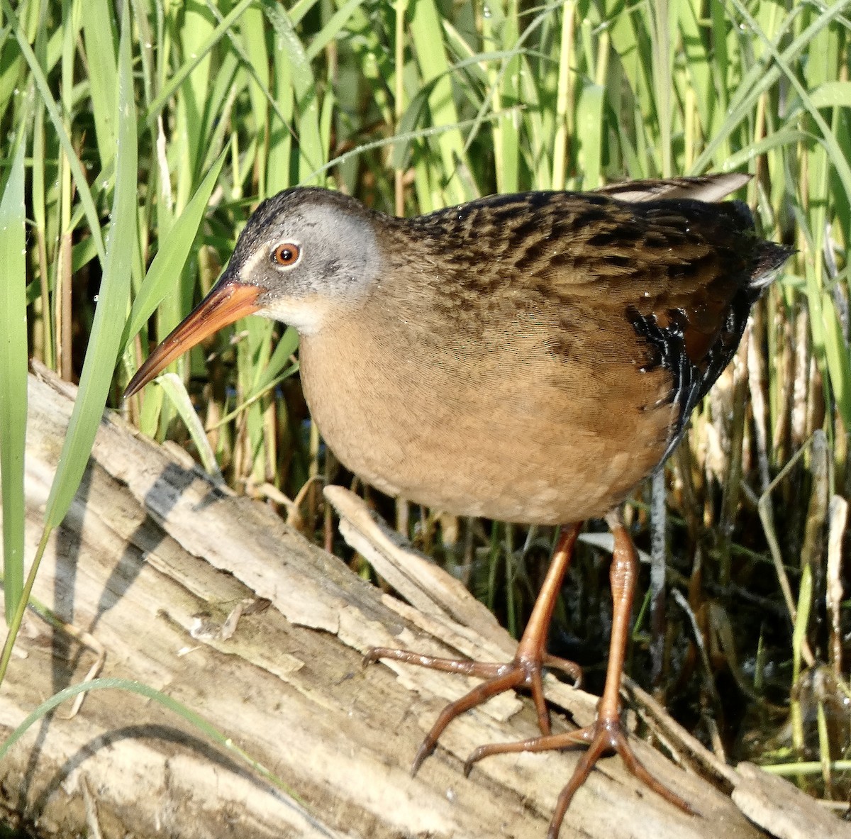 Virginia Rail - ML574178111