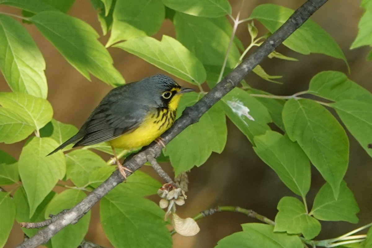 Canada Warbler - ML574178631