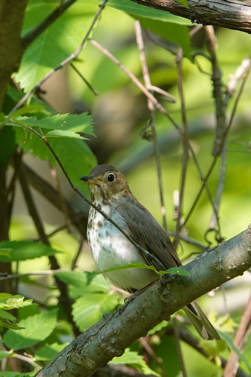 Swainson's Thrush - ML574179201