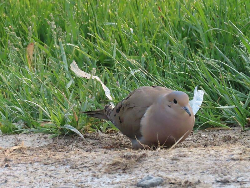 Mourning Dove - Tracy The Birder