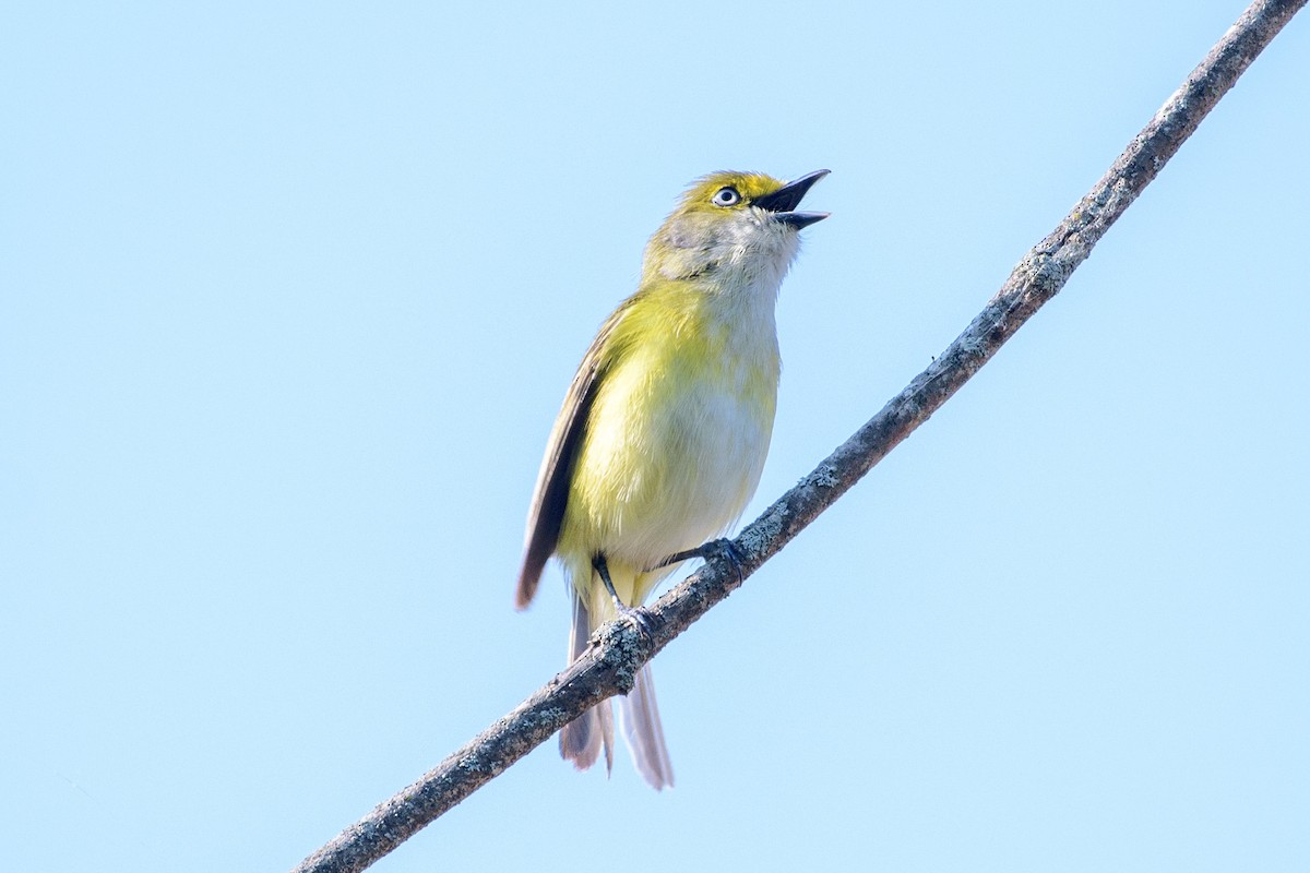 White-eyed Vireo - ML574179861