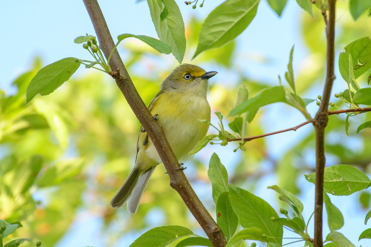 White-eyed Vireo - ML574179871