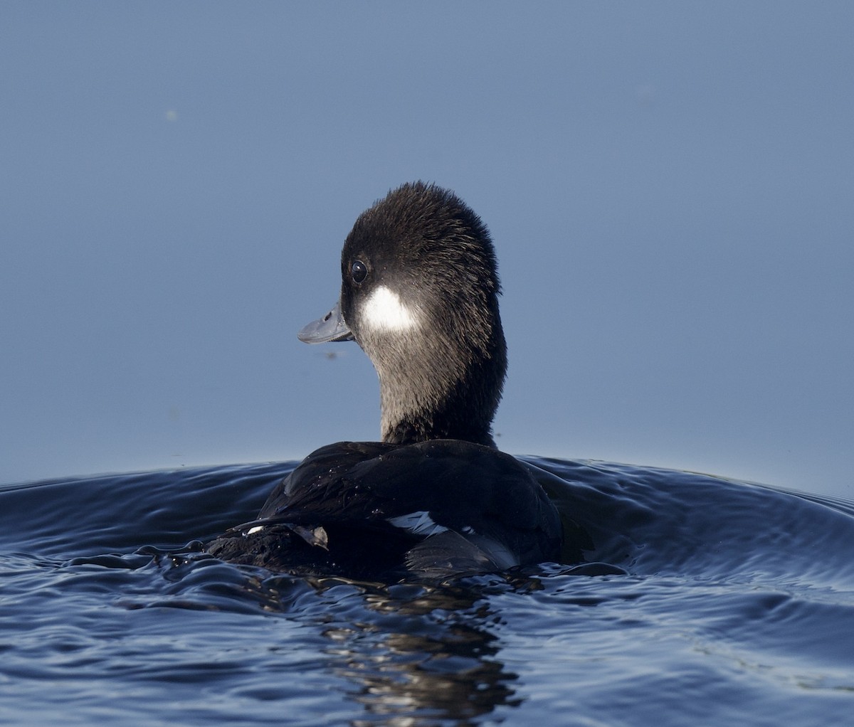 Bufflehead - ML574180171