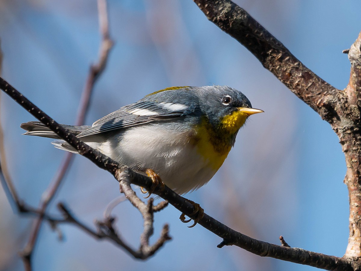 Northern Parula - ML574181711