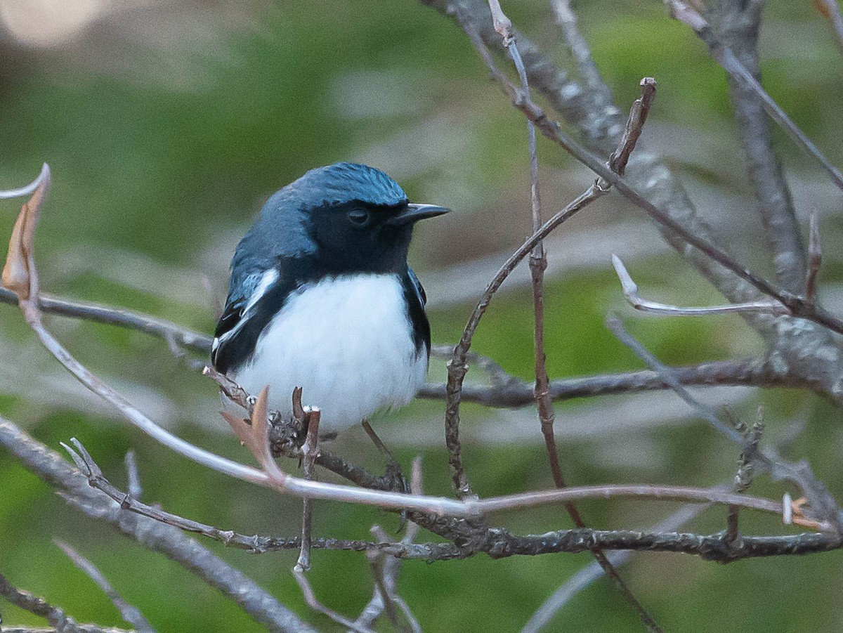 Black-throated Blue Warbler - Natalie Barkhouse-Bishop