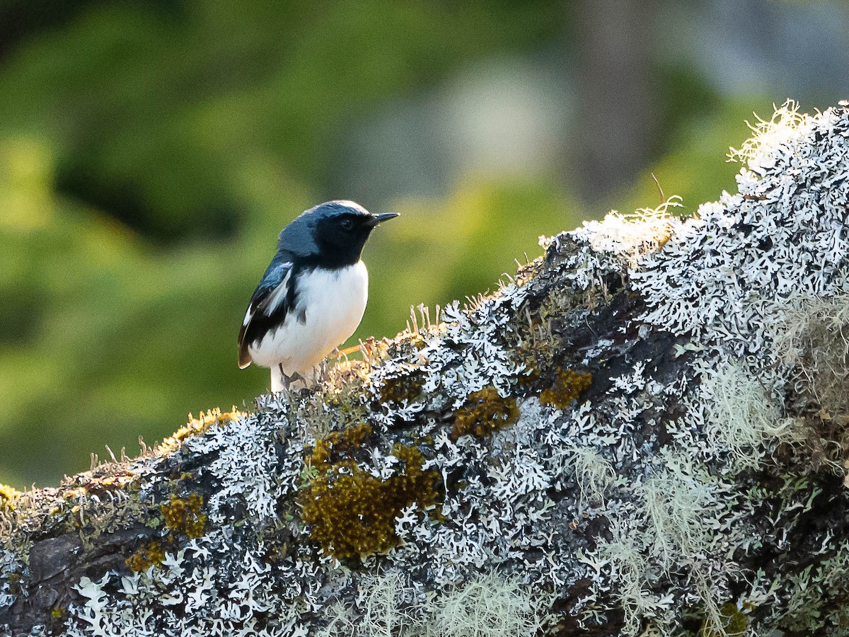 Black-throated Blue Warbler - ML574181821