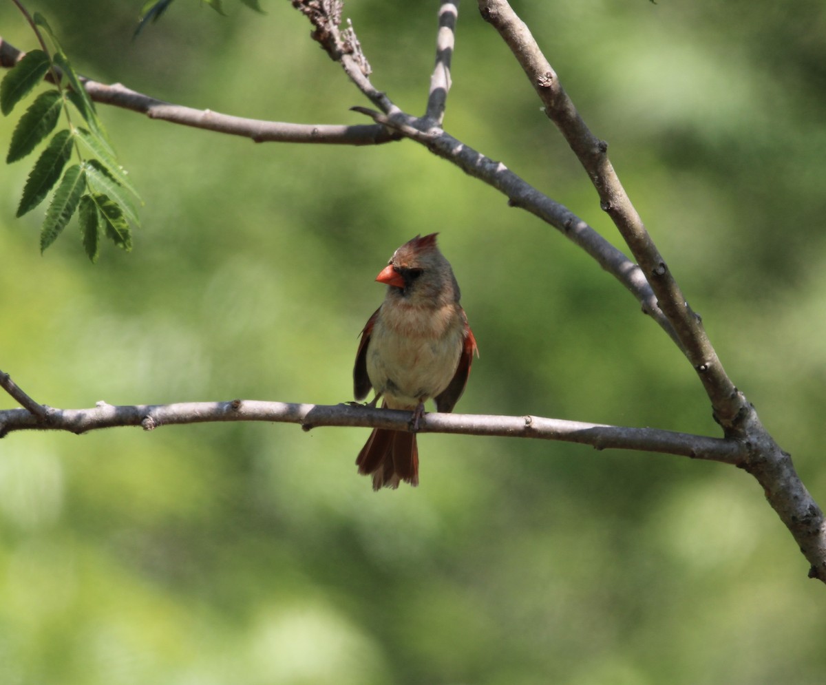Cardinal rouge - ML574182521