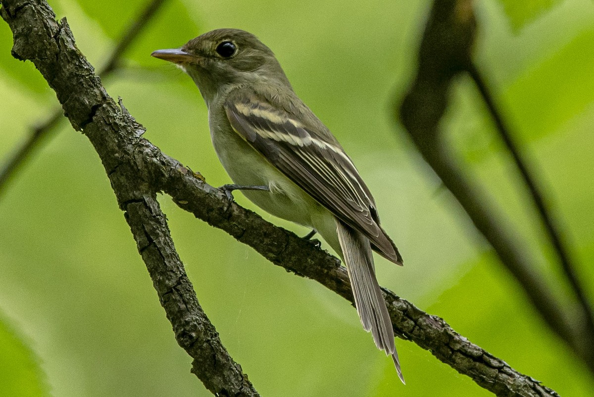 Buchenschnäppertyrann - ML574182651