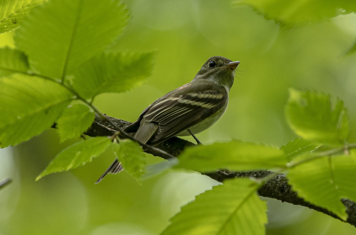 Buchenschnäppertyrann - ML574182661