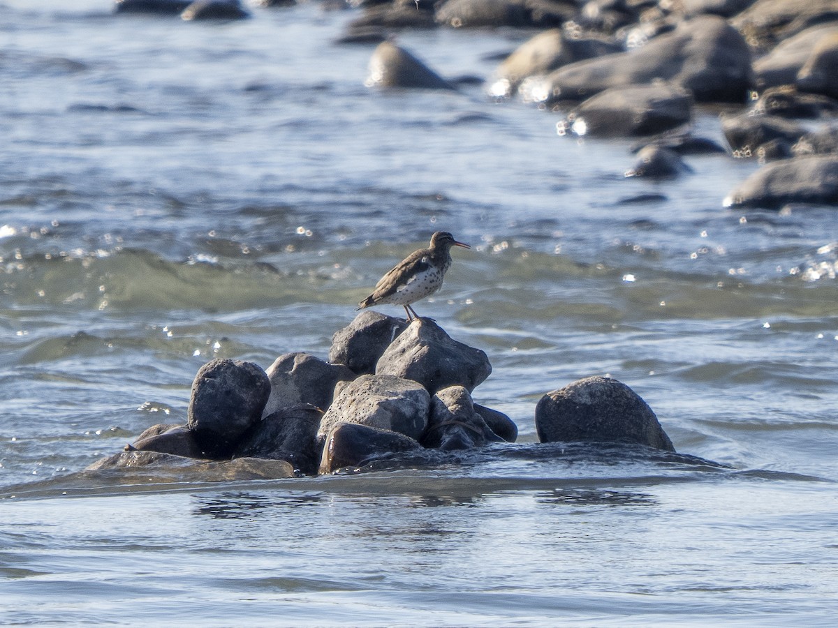 Spotted Sandpiper - ML574182691