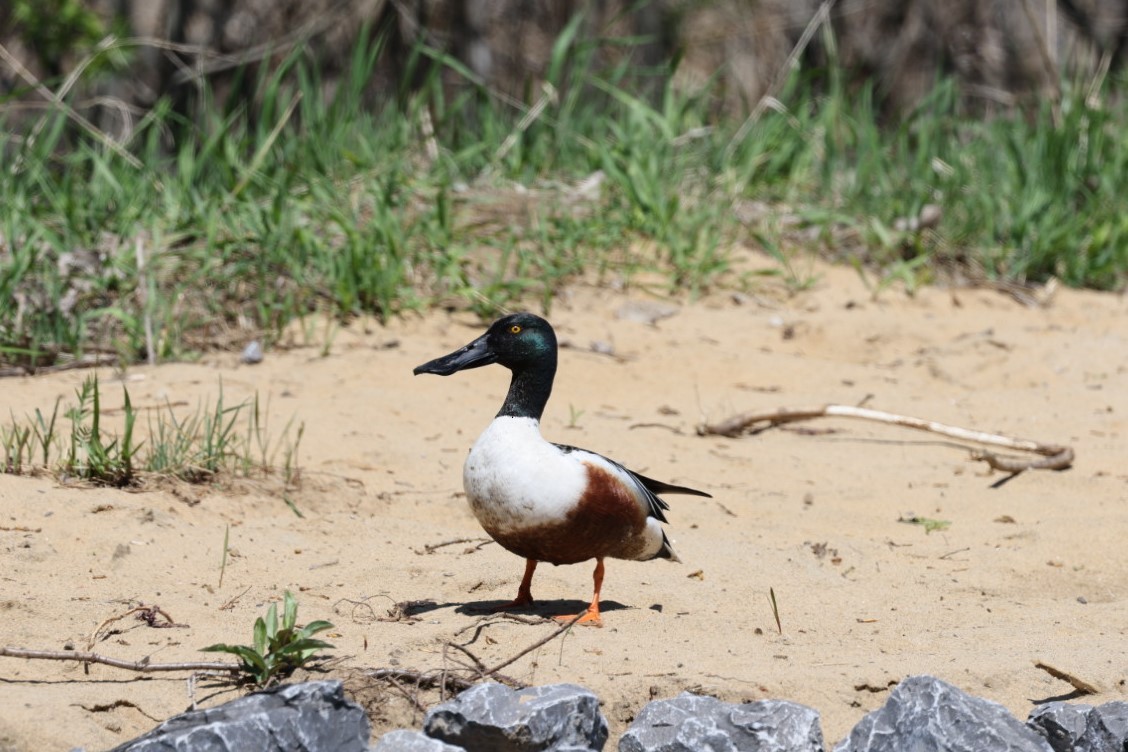 Northern Shoveler - Yves Lajoie