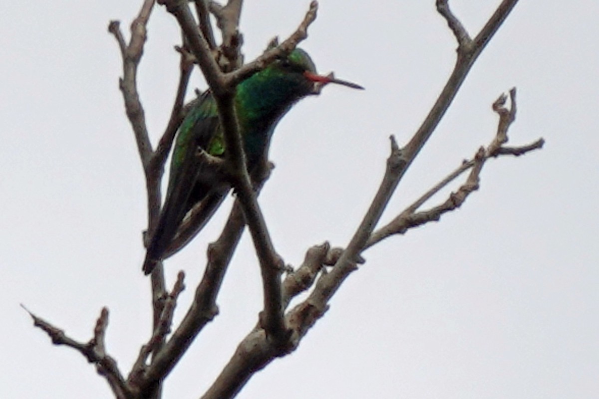 Glittering-bellied Emerald - ML574184391