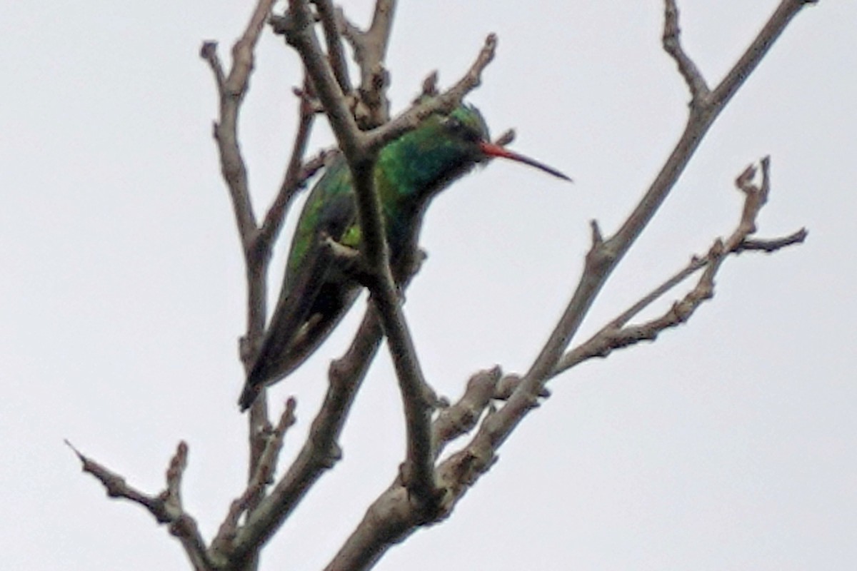 Glittering-bellied Emerald - ML574184401